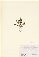 藏品(臺灣龍膽)的圖片